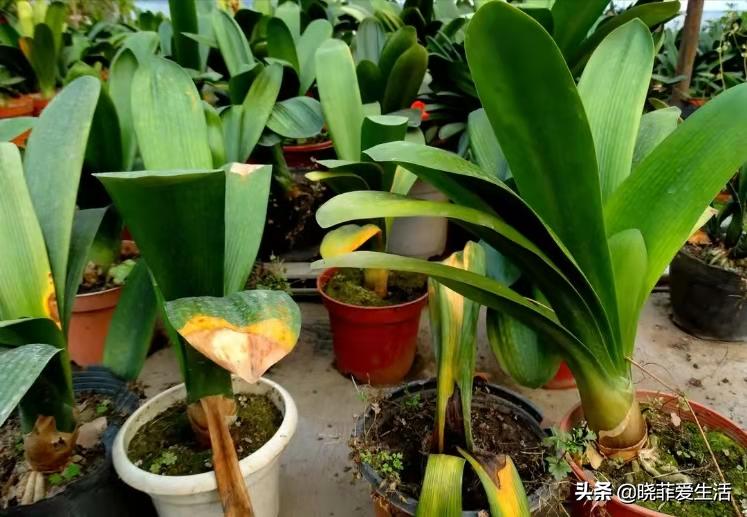 君子兰养了几年不开花要换盆吗,君子兰不开花这样养一年能开两茬