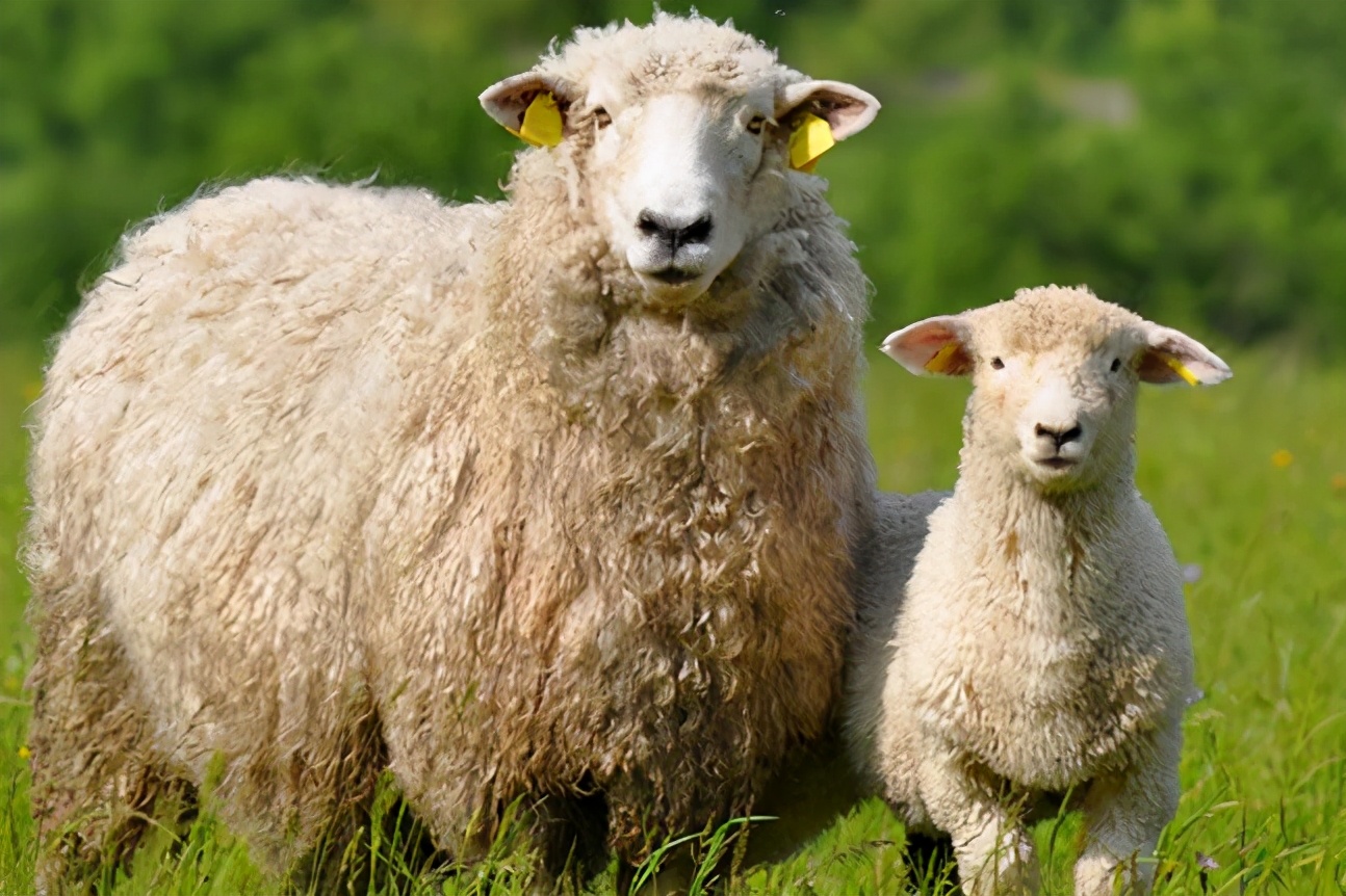 素颜霜是什么,素颜霜怎么用才是最好