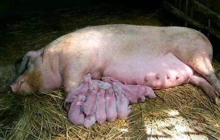 母猪尿石灰尿是咋回事,母猪出现石灰尿是什么原因