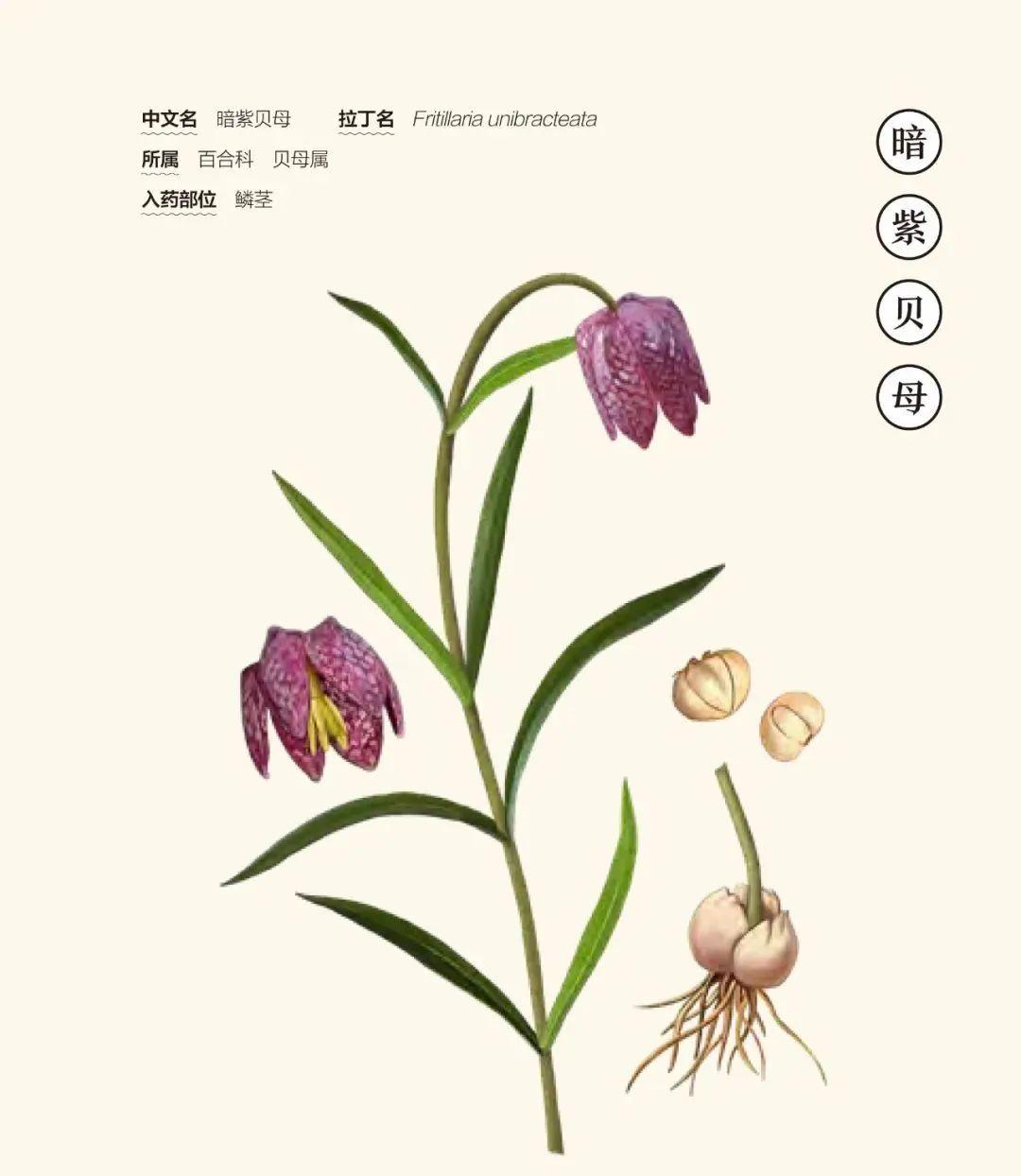 中医让人不相信的药材,难以接受的中药药材