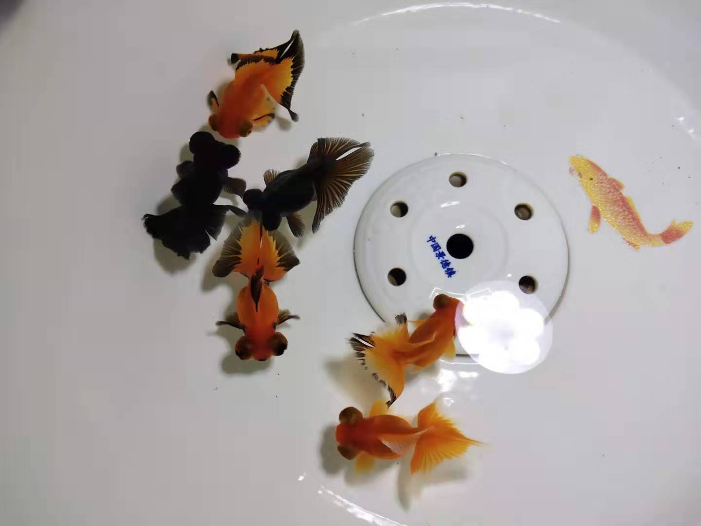 小金鱼怎么养才会生卵,家养的小金鱼会繁殖吗