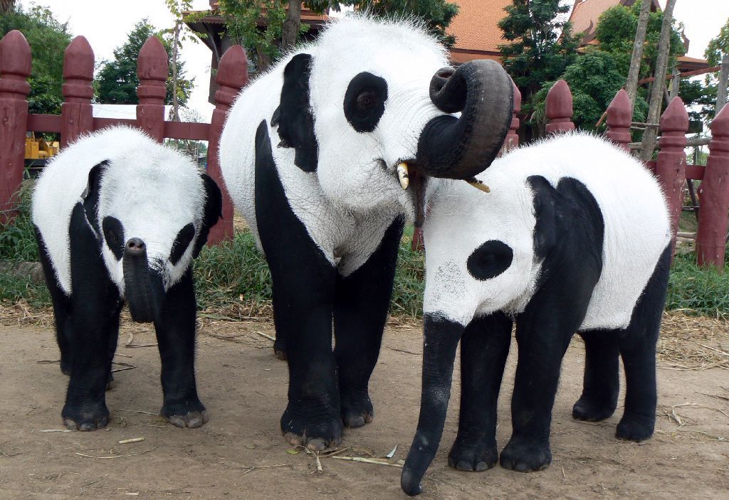 国外拿这些动物cos大熊猫！租不到大熊猫，外国人也有办法！
