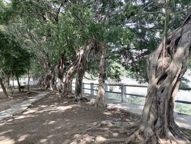 老榕树灵性,老榕树风水