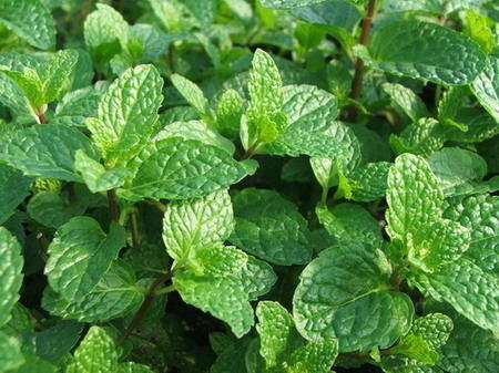 植物夏天蚊虫多怎样驱赶,夏天蚊虫最怕什么植物