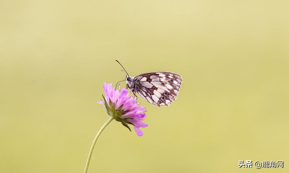 蝴蝶为什么不会直线飞,为什么蝴蝶不会飞