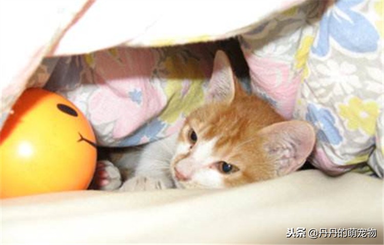 不要在宿舍养宠物,不要在寝室养动物