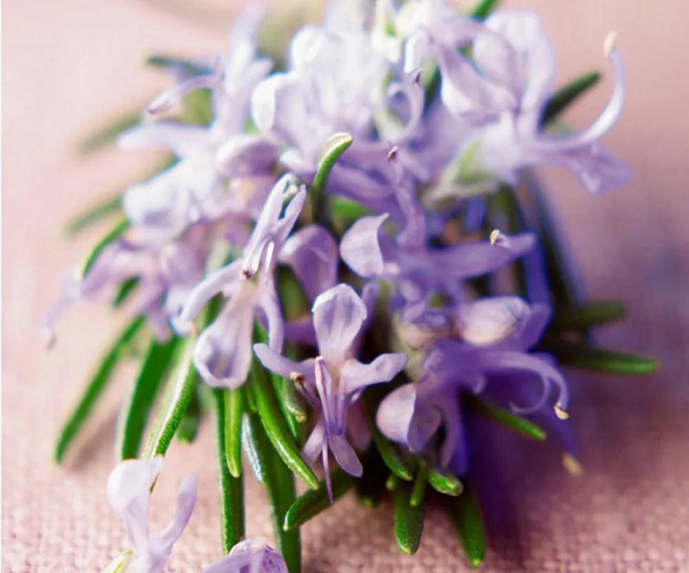 50种·蓝紫色系植物,尊享高贵典雅浪漫的视觉盛宴