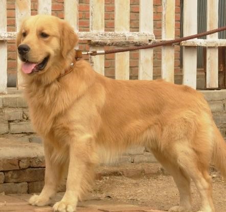 这几种高颜值狗狗你认识哪些,盘点最靠谱的狗狗看看你知道几种