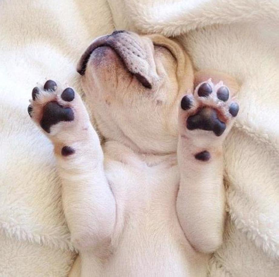 你家法斗是怎么样的,法斗突然撅屁股是怎么回事