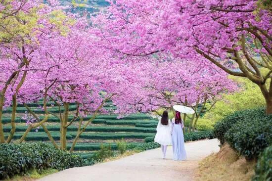 中国最稀少樱花品种阳光樱,樱花品种推荐之迎春樱