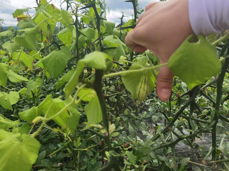 贵州蓬莱仙界旅游攻略,白云区蓬莱仙界景点介绍