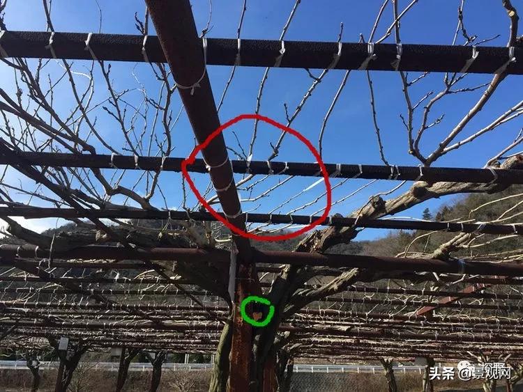 最美紫藤花动态,紫藤几年修剪一次怎么修剪的