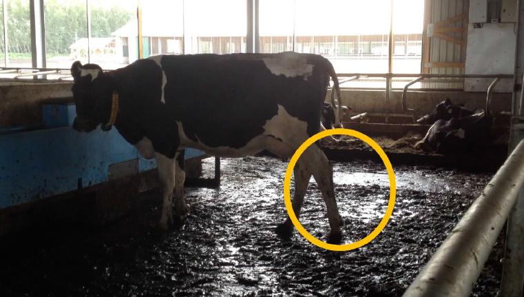 蹄病的种类和治疗方法,蹄病的预防与治疗