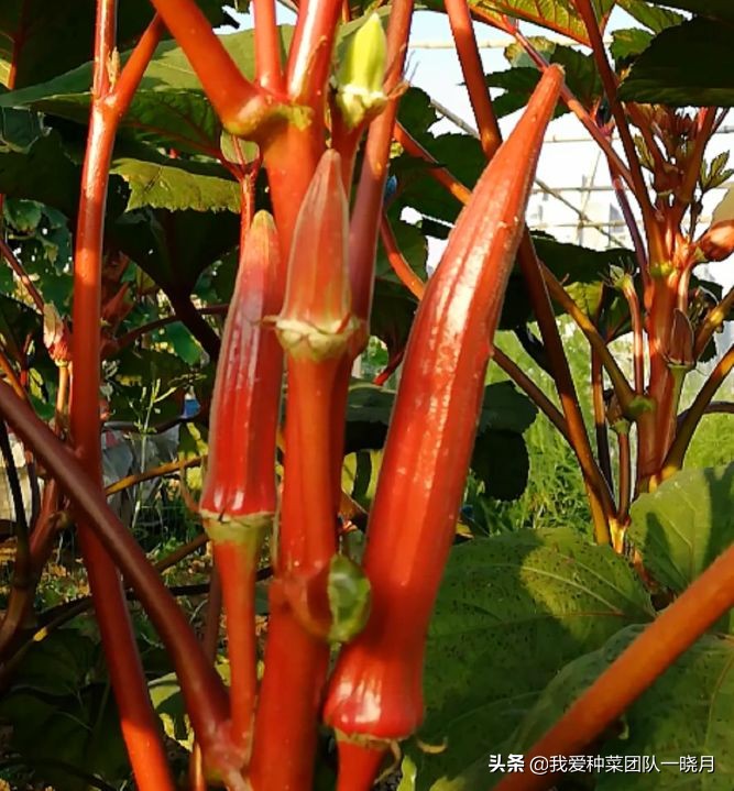 秋葵种植技巧和方法,秋葵出苗后多大可以移栽花盆里