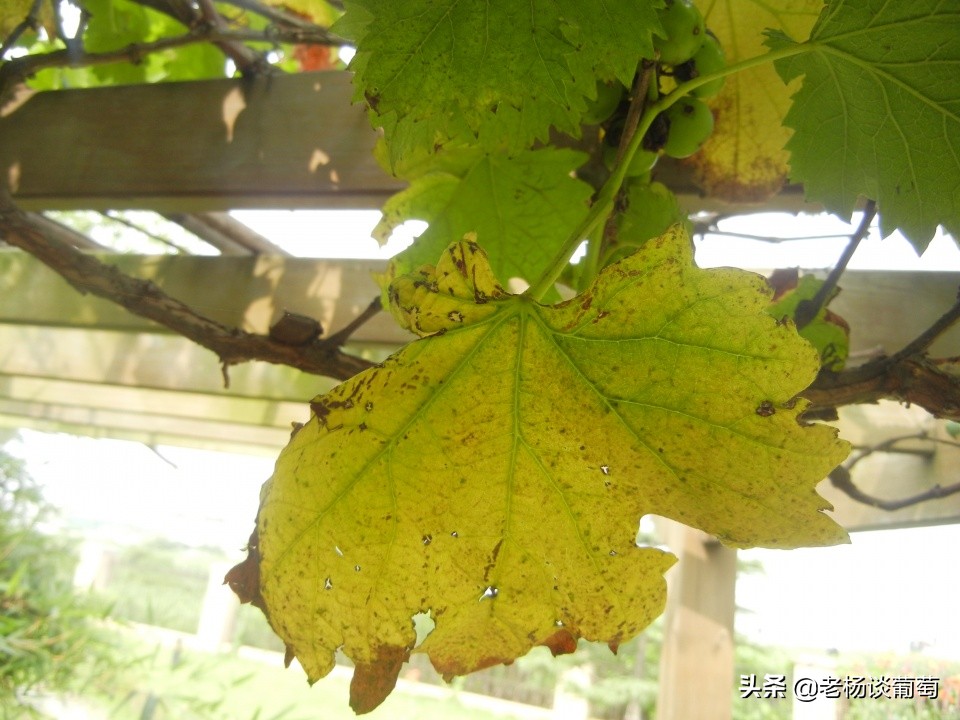 克瑞森葡萄硼肥的正确使用方法,克瑞森葡萄二次膨大用什么肥