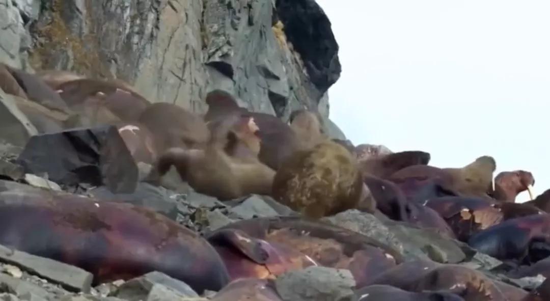 海象为何集体跳下悬崖全过程,海象集体坠崖有改善吗