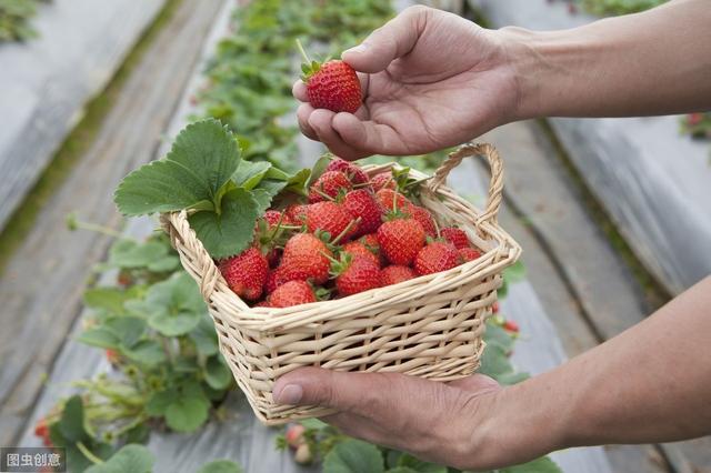 立体无土栽培草莓,设施草莓的种植方法