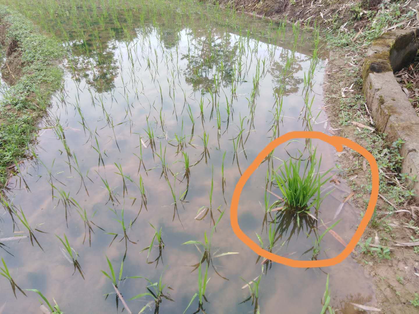 插秧前要注意什么事项视频,插秧苗时要注意哪些问题