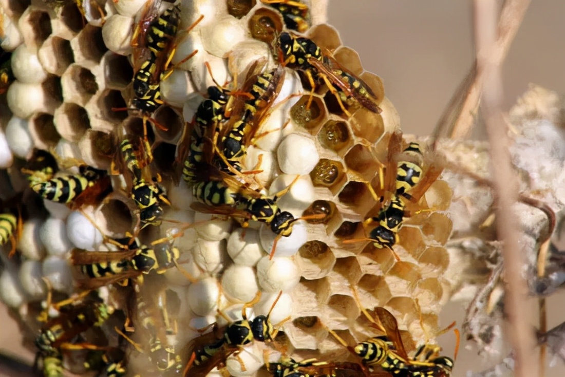 蜂巢蜜真的不能作假吗,蜂巢蜜为什么有贵的有便宜的