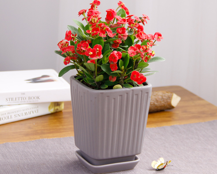 虎刺梅花有毒吗可以在卧室养吗,虎刺梅有毒吗