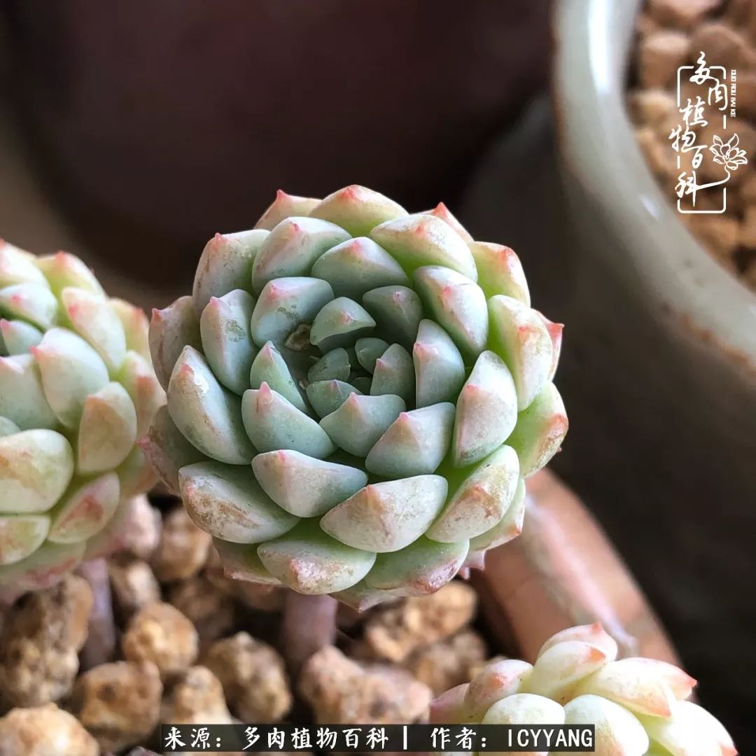 多肉隔着玻璃晒太阳效果好吗,隔着玻璃养的多肉照样长得好