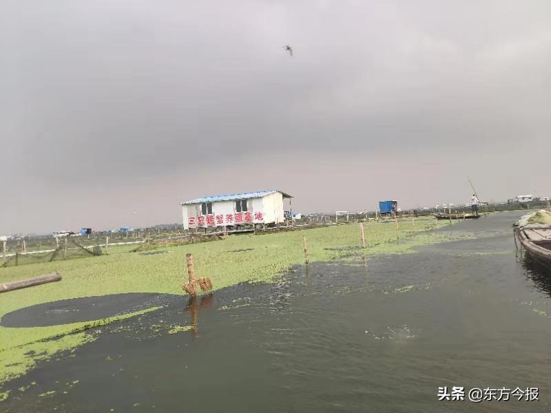 正宗阳澄湖大闸蟹2020价格,阳澄湖大闸蟹8只3两母蟹价格