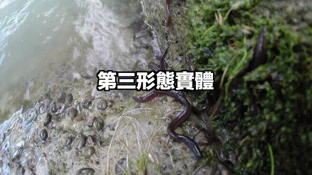 原来，你吃的鳗鱼，每一只都见过海底深渊的秘密｜自说自话的总裁