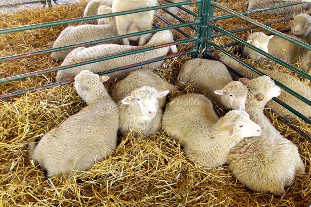 羔羊瘫痪的预防及治疗,羔羊瘫痪是怎么回事啊