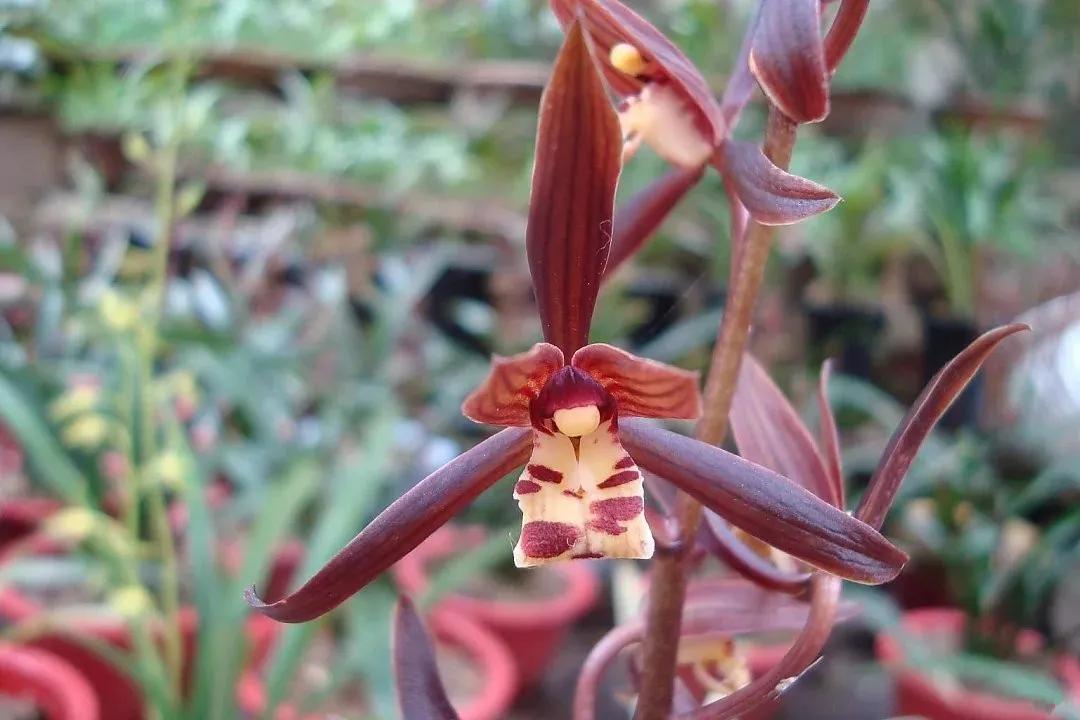 好看又好养的兰花有哪几种,推荐几款香味最好而且好养的兰花