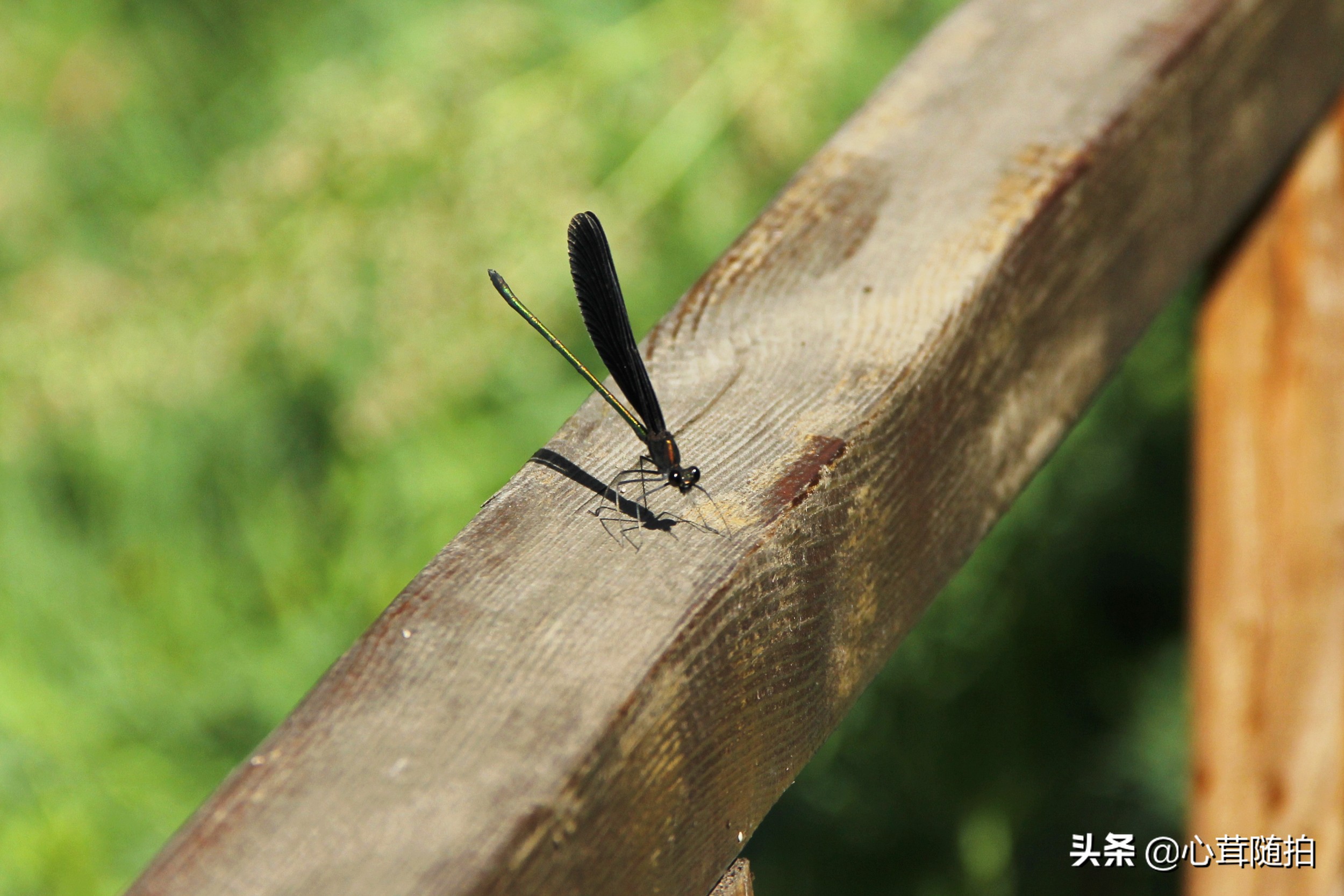 自驾白河湾,白河湾自然风景区自驾