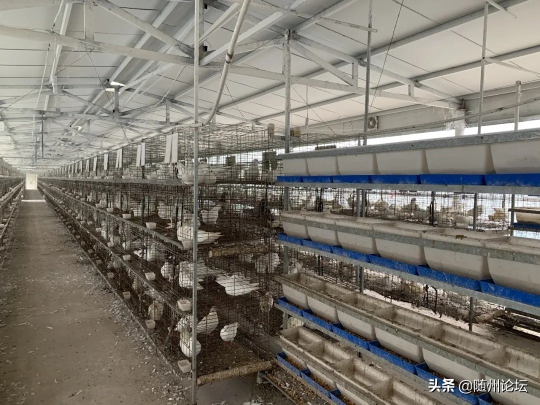 曾都邓家老湾村：蛋鸽产下“金疙瘩”