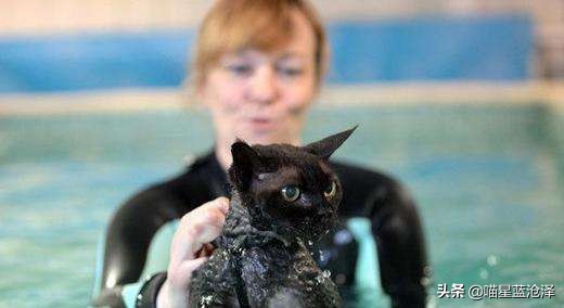 宠物spa的六大好处,宠物spa水疗