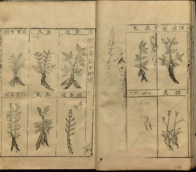 本草纲目中插图是李时珍画的吗,本草纲目李时珍插图