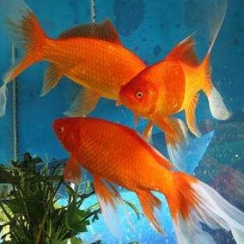 冷水观赏鱼养什么合适,如何把冷水鱼养好