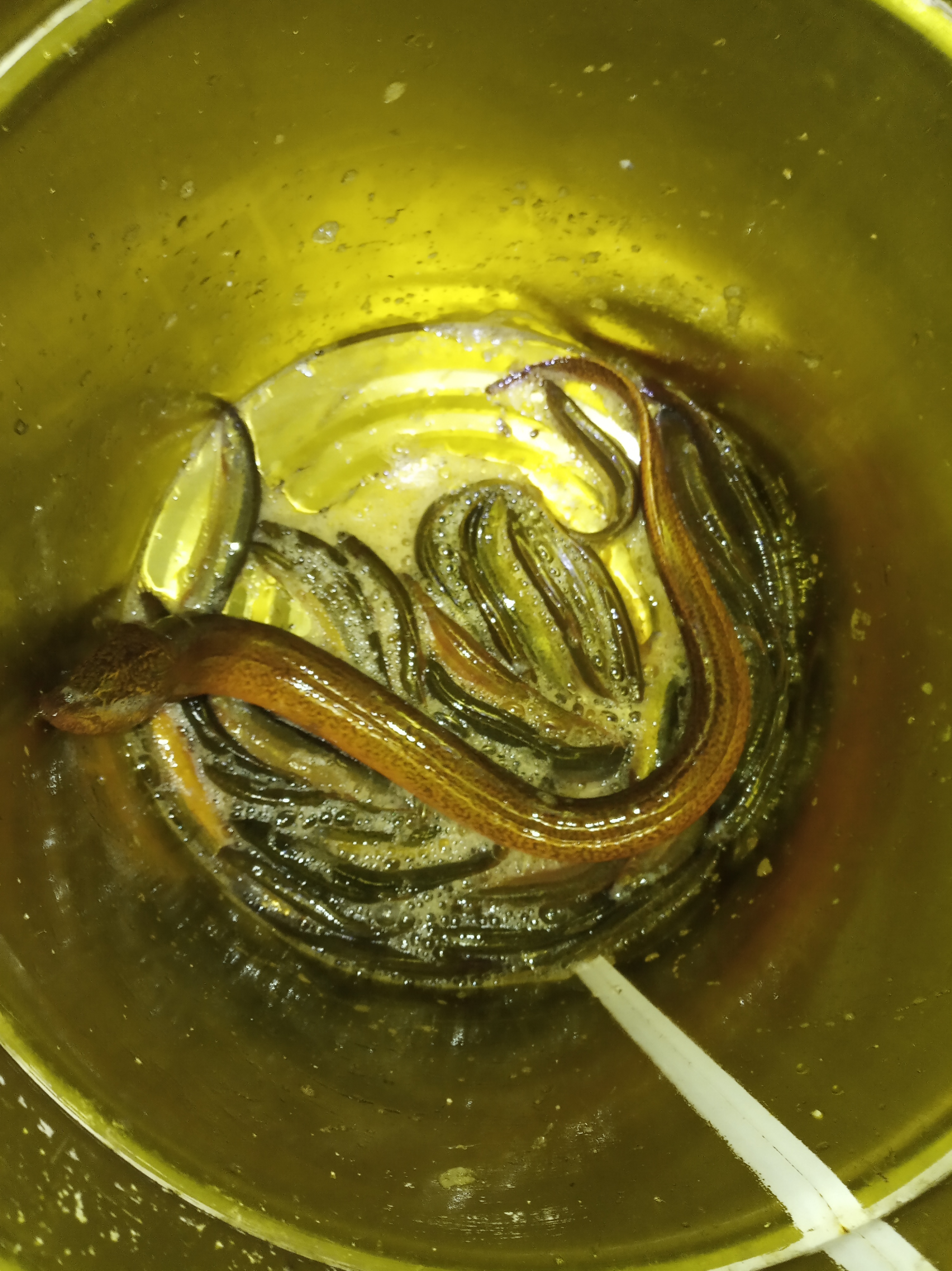 小龙虾和泥鳅能混养吗,网箱养鳝鱼可以套养小龙虾吗