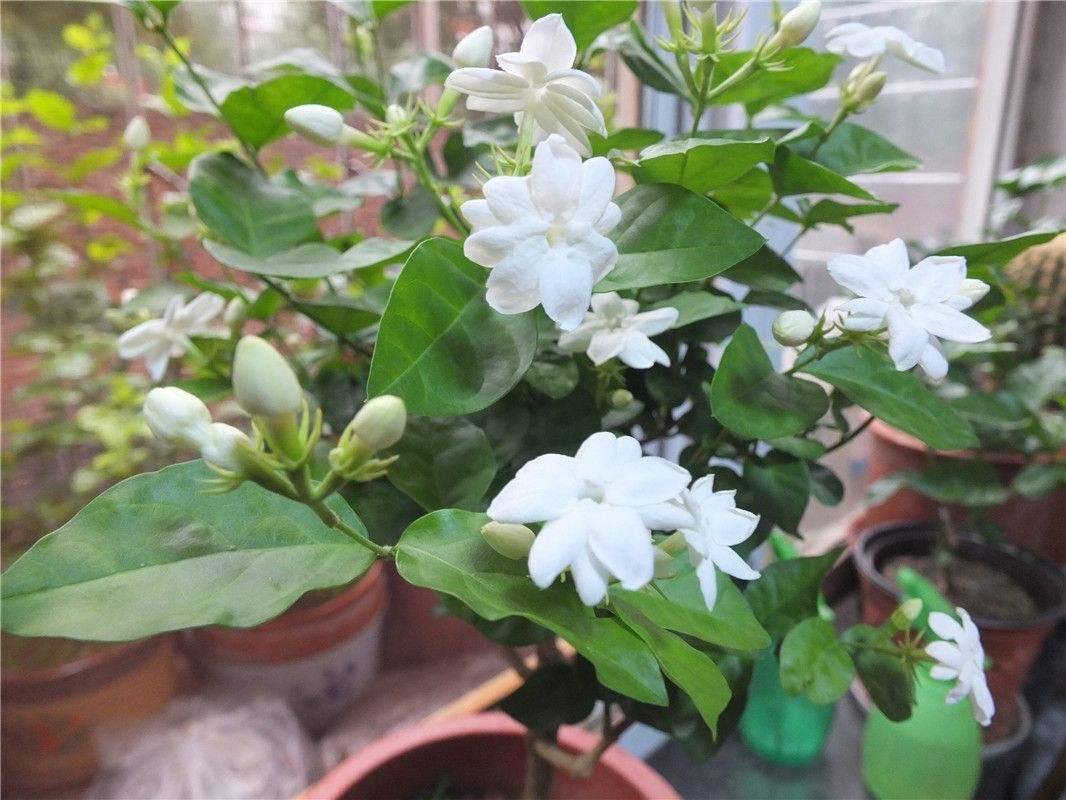 室内芳香最好养的植物,室内好养开花又香的植物