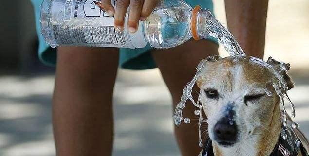 狗狗中暑后体温下降怎么回事,气温多高狗狗中暑怎样抢救