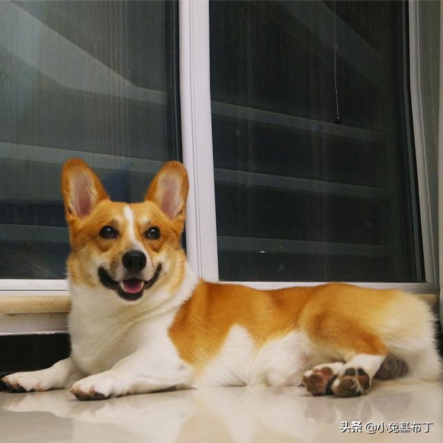 狗狗脚趾炎不让上药怎么办,狗狗脚趾炎的治疗方法