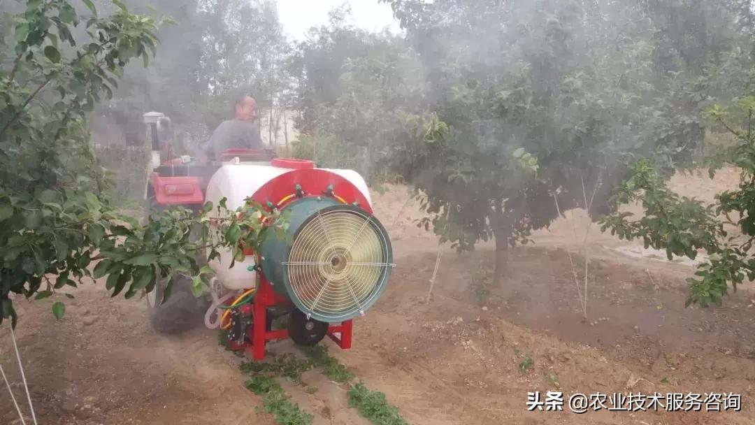 柑橘冬季打药方法,柑橘树打药注意事项