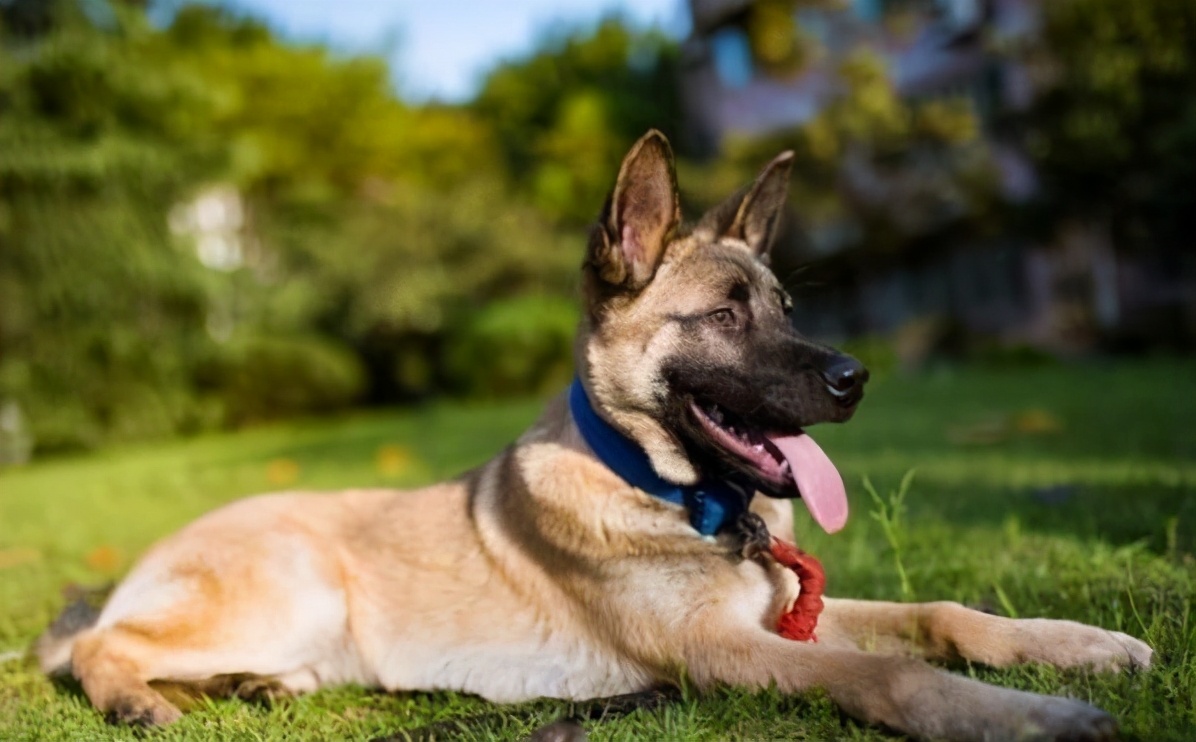 马犬有名气吗,马犬在狼犬界的战斗力排第几