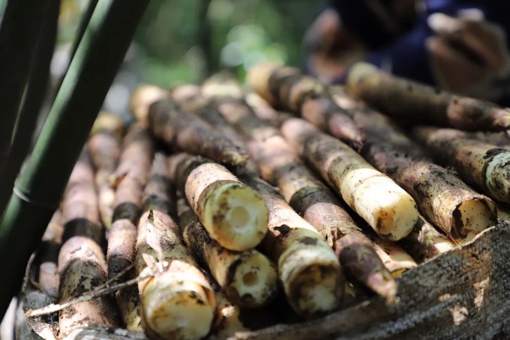 春笋人间四月天,人间四月天吃春笋