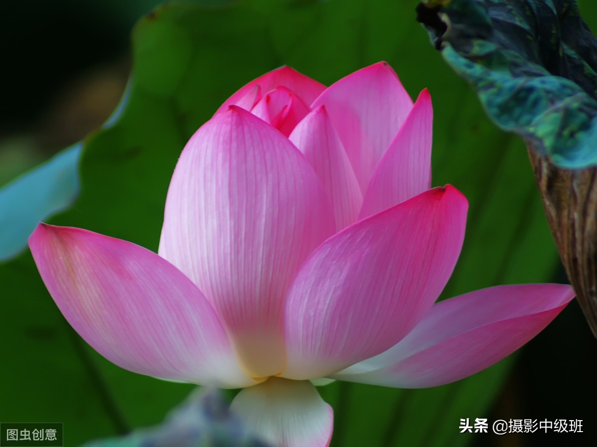 如何拍摄荷花这些技巧你要知道,怎样拍荷花的方法