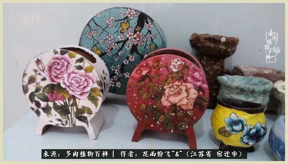 我家老臧：从反对到爱屋及乌的多肉守护人