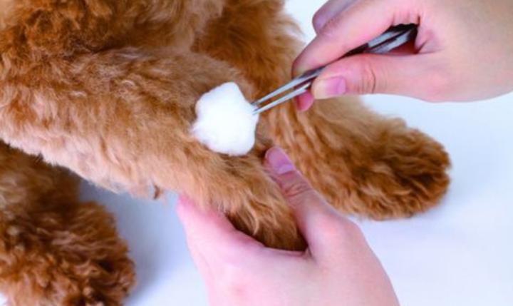 大狗咬泰迪事件,泰迪被大狗咬伤口溃烂