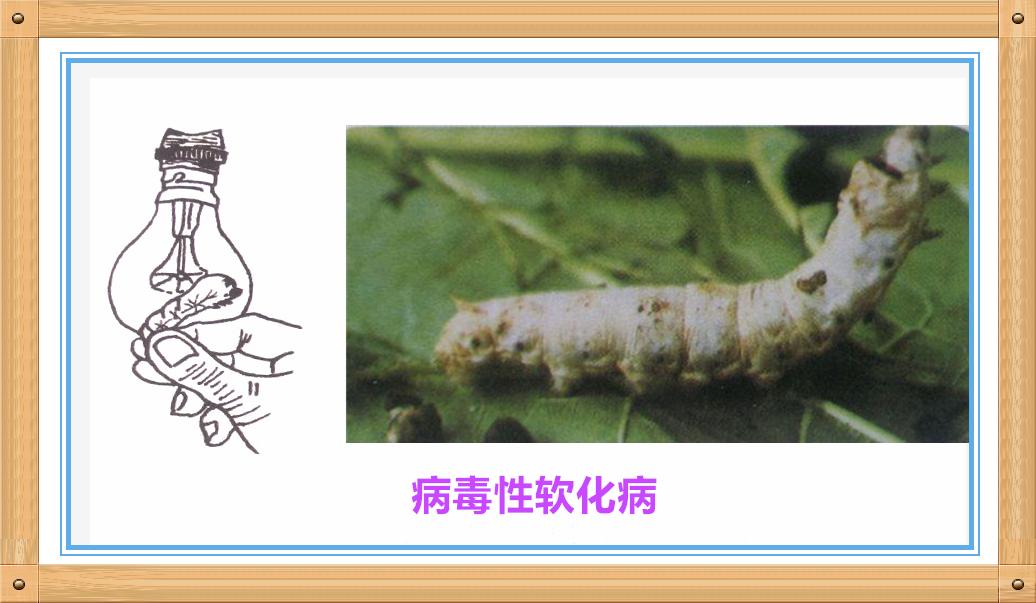 养蚕蚕虫病怎么治,养蚕病害