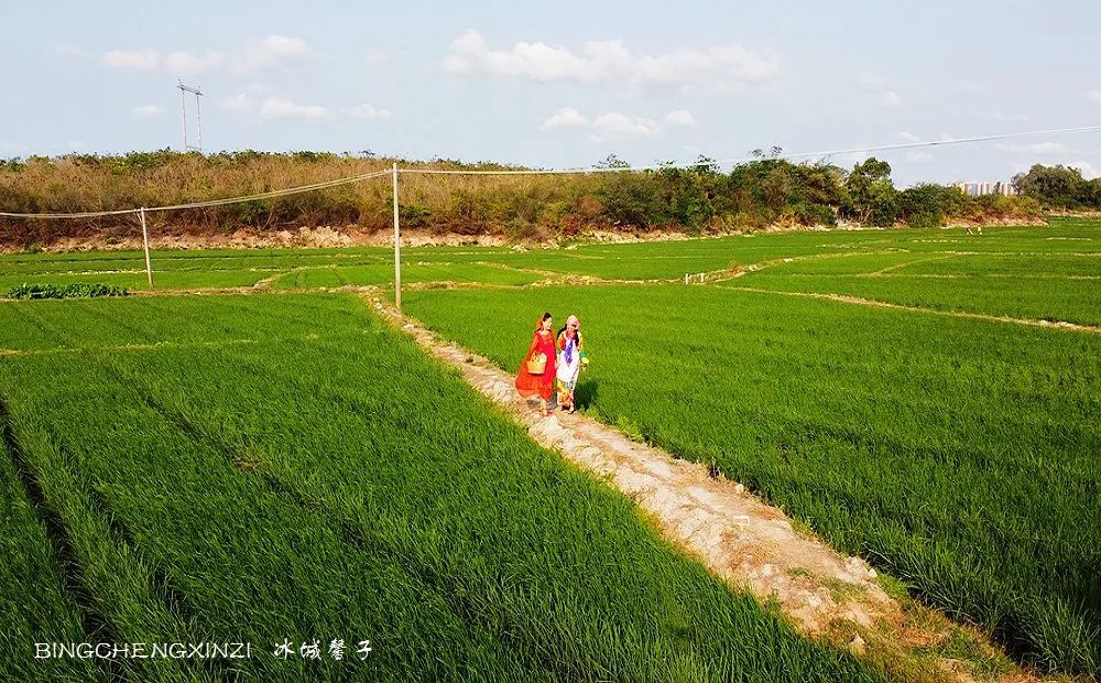 做把“村姑”，走进海南灯火灿烂的火龙果园