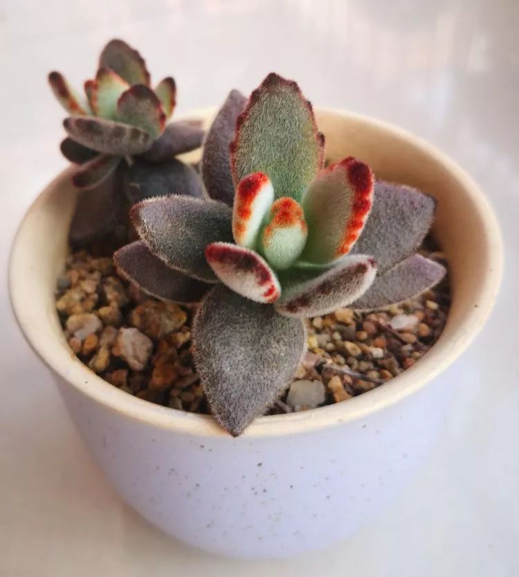 一花一叶一世界多肉,一花一世界多肉之美