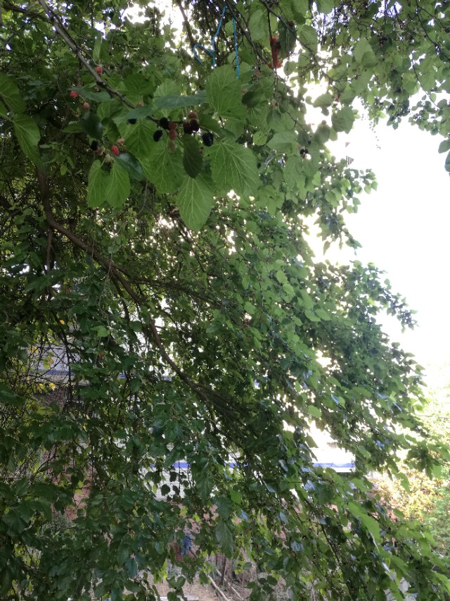 桑树全身都是宝的实例,桑树全身都是药