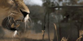 全球最无所畏惧的平头哥,世界上谁能打败平头哥