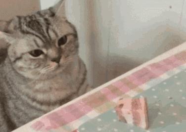 猫干粮和罐头的占比,猫罐头干的好还是稀的好